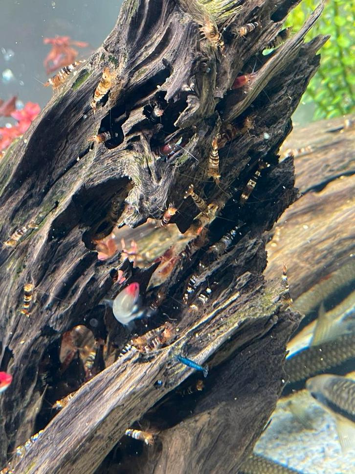 Crystal black garnalen, Dieren en Toebehoren, Vissen | Aquariumvissen, Kreeft, Krab of Garnaal