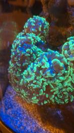 Euphillia hamer koraal Zeewater aquarium, Dieren en Toebehoren, Vissen | Aquariumvissen, Overige typen, Zoutwatervis