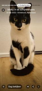 Blinky 5 jaar oud gratis op te halen., Poes
