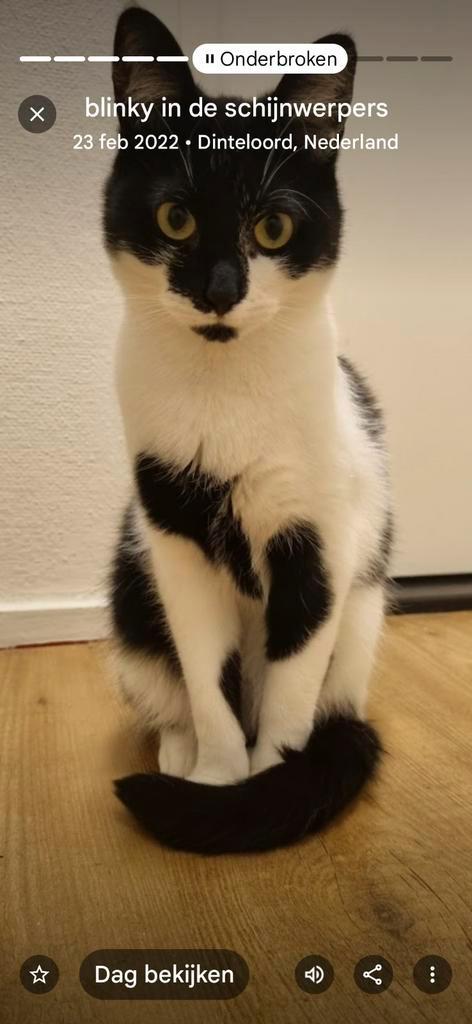 Blinky 5 jaar oud gratis op te halen., Dieren en Toebehoren, Katten en Kittens | Raskatten | Korthaar, Poes