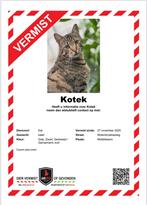Vermist ‼️‼️, Dieren en Toebehoren, Kat