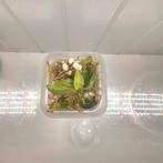 Philodendron Gloriosum Tricolor S, Huis en Inrichting, Kamerplanten, Ophalen of Verzenden