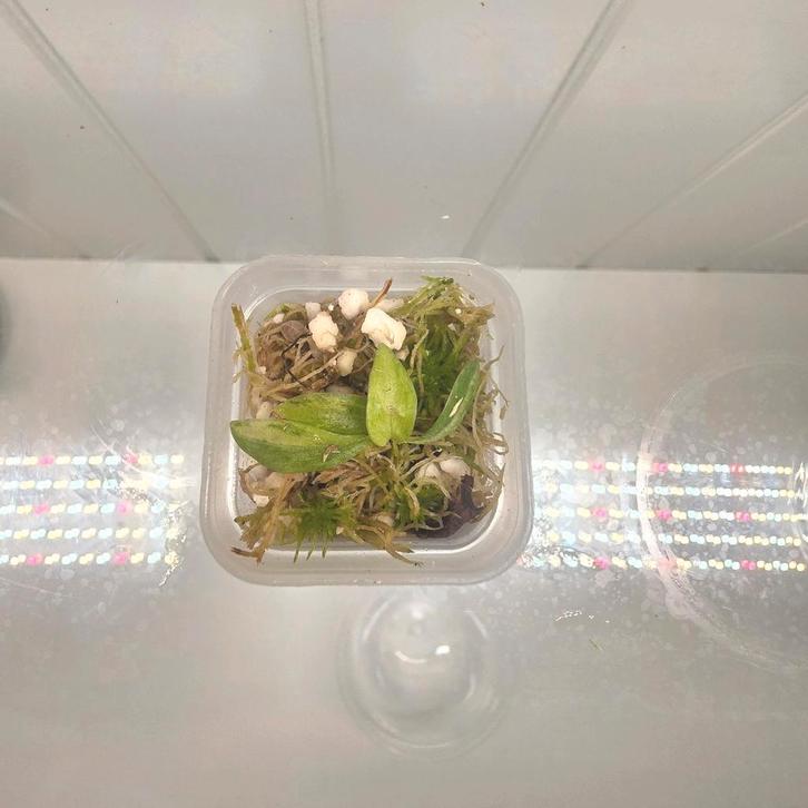 Philodendron Gloriosum Tricolor S, Huis en Inrichting, Kamerplanten, Ophalen of Verzenden