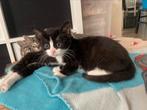 Lieve zwart witte kitten vrouw, Dieren en Toebehoren, Katten en Kittens | Overige Katten, Poes, Kortharig, 0 tot 2 jaar