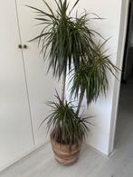Mooie palm, Huis en Inrichting, Kamerplanten, Ophalen, 100 tot 150 cm, Palm, Halfschaduw