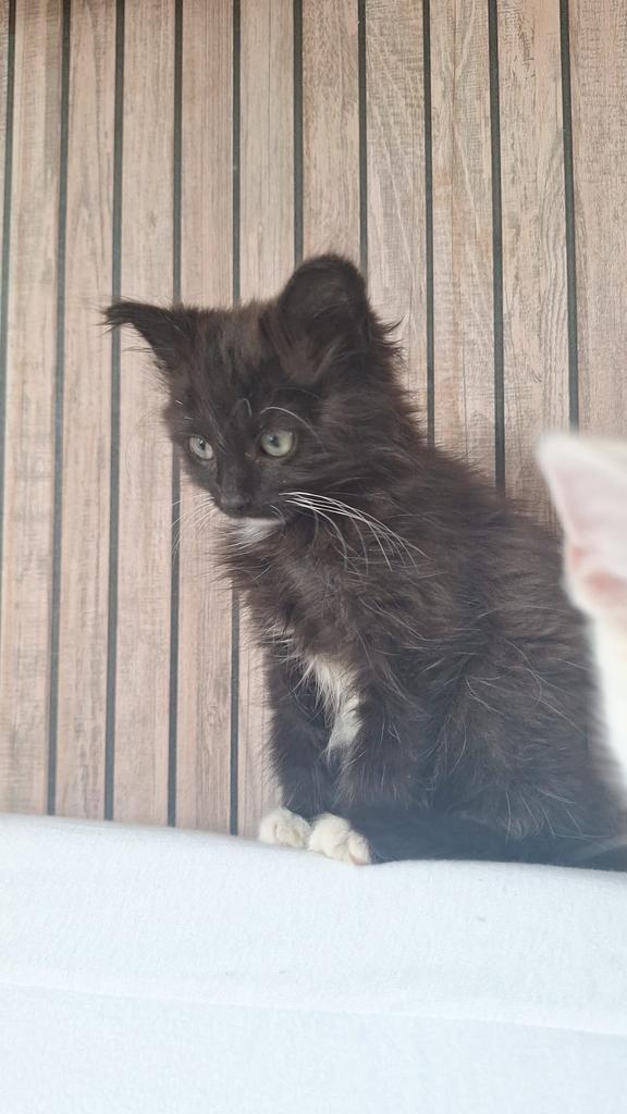 RAGDOLL X KITTEN zoekt GOED huisje, Dieren en Toebehoren, Katten en Kittens | Raskatten | Langhaar, Poes, 0 tot 2 jaar, Ontwormd