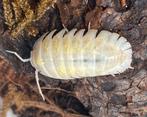 Armadillidium depressum ‘Magic Potion’, Overige soorten