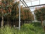 lei photinia red robin 190 cm stam totaal 340 cm hoog 7-9 st, Tuin en Terras, Planten | Bomen, Ophalen, Halfschaduw, Leiboom