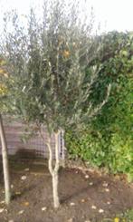 Olijfbomen, Volle zon, Ophalen of Verzenden, Lente, Olijfboom