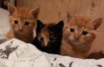 Lieve sociale kittens te koop, Dieren en Toebehoren, Katten en Kittens | Overige Katten, Meerdere dieren