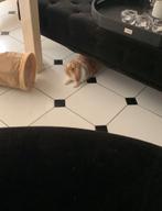 Binnen konijn, Dieren en Toebehoren, Konijnen, Mannelijk
