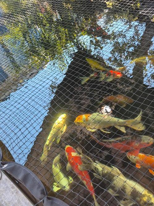 Diverse koi sanke kokohaku showa asagi chagoi sduisui ochiba, Dieren en Toebehoren, Vissen | Vijvervissen, Karper of Koi
