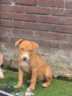 Amerikaanse pitbull Terrier, Dieren en Toebehoren, Parvo, Overige rassen, 8 tot 15 weken, Meerdere