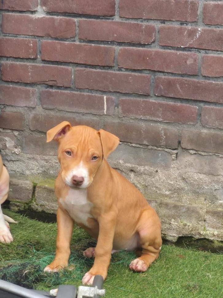 Amerikaanse pitbull Terrier, Dieren en Toebehoren, Honden | Bulldogs, Pinschers en Molossers, Meerdere dieren, Overige rassen