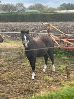 Welsh a hengstveulen, Dieren en Toebehoren, Pony's, Hengst, A pony (tot 1.17m), Gechipt, 0 tot 2 jaar