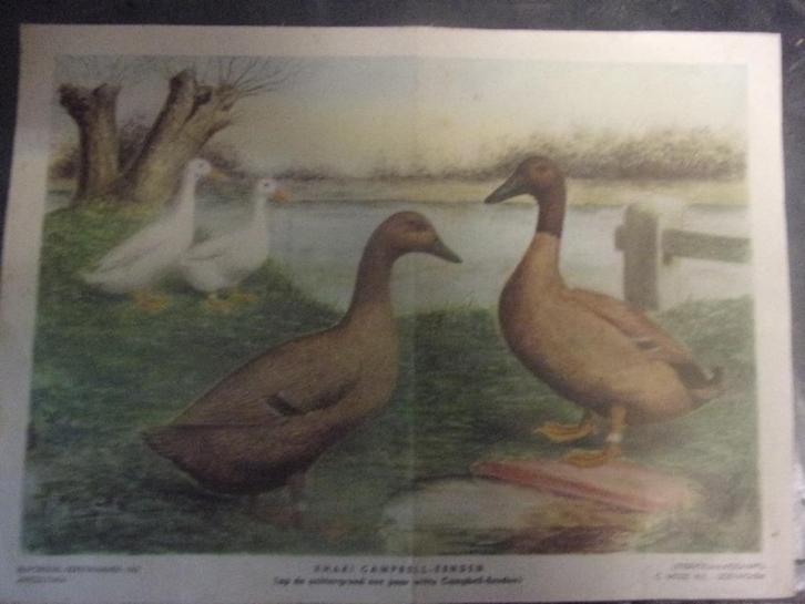 Khaki Campbell-Eenden C.S. Th. van Gink 1962, Antiek en Kunst, Kunst | Etsen en Gravures, Ophalen of Verzenden