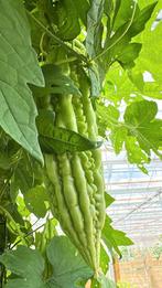 Sopropo/Surinaamse groente Almere-Lelystad, Ophalen of Verzenden, Minder dan 100 cm, Appelboom
