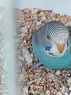 Jonge parkietjes om tam temaken, Tropenvogel, Tam