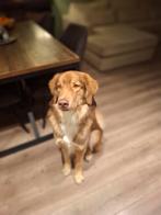 Noord macedonische berghond x golden retriever, Dieren en Toebehoren, Honden | Poolhonden, Keeshonden en Oertypen, Reu, 1 tot 2 jaar