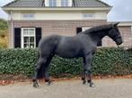TE KOOP drachtige 6 jarige merrie Olympia, Dieren en Toebehoren, Merrie, Springpaard, B, Gechipt