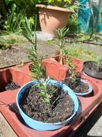 Rozemarijn stekjes, Tuin en Terras, Planten | Tuinplanten, Ophalen of Verzenden, Zomer, Volle zon