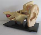 antiek anatomisch model oor met membraam 3AF, Antiek en Kunst, Curiosa en Brocante, Verzenden