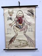 schoolplaat, Antiek en Kunst, Ophalen of Verzenden, Natuur en Biologie