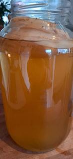Kombucha SCOBY, Diversen, Levensmiddelen, Ophalen of Verzenden