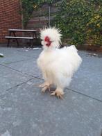 USA Zijdehoen haan Showgirl, Mannelijk, Kip