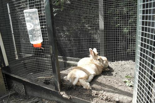 Vakantieopvang voor konijnen, cavia's, kippen en hamsters., Dieren en Toebehoren, Konijnen