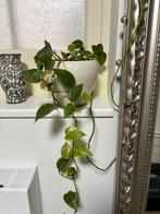 Scindapsus Epipremnum zonder witte pot, Ophalen, Overige soorten, Halfschaduw, Minder dan 100 cm