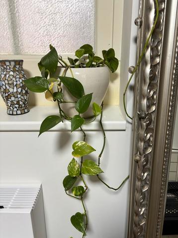 Scindapsus Epipremnum zonder witte pot beschikbaar voor biedingen