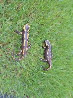 2x vuursalamander te koop, Amfibie, 3 tot 6 jaar
