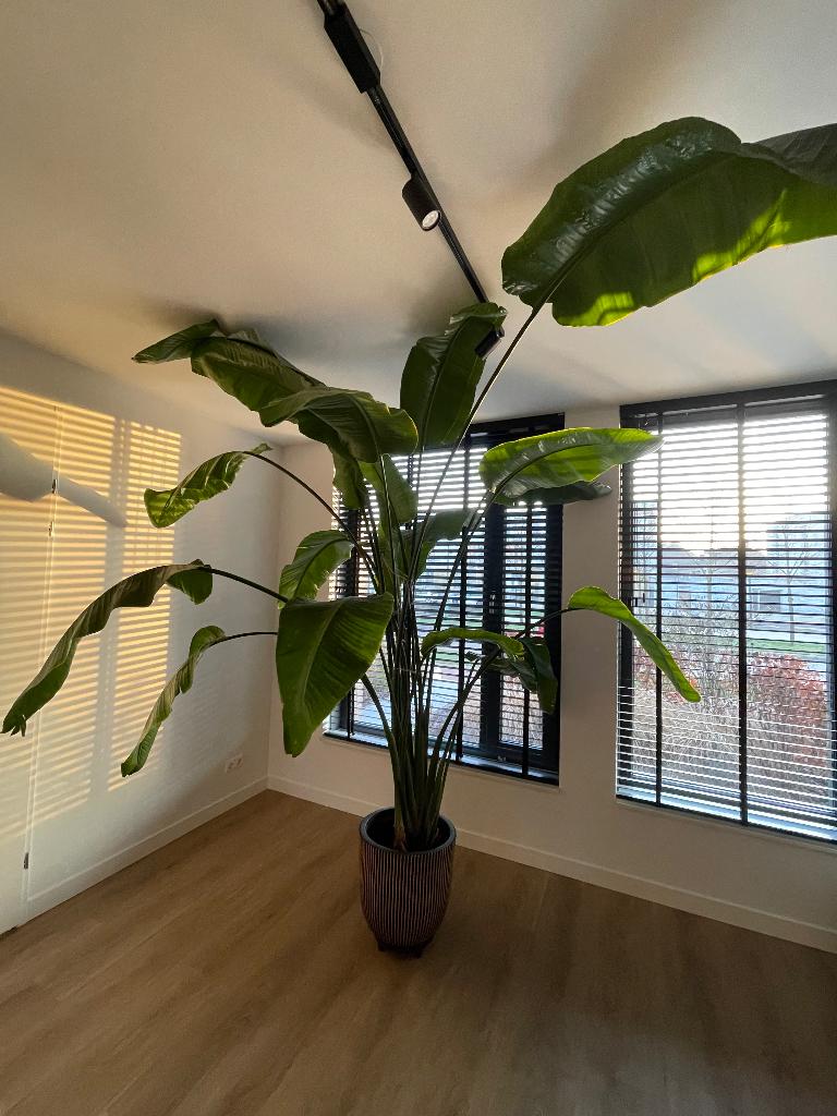 Strelitzia Nicolai, Huis en Inrichting, Kamerplanten, Overige soorten, 200 cm of meer, Groene kamerplant, Halfschaduw, Ophalen