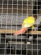 Pyrrhura molinae, Meerdere dieren, Parkiet, Geringd