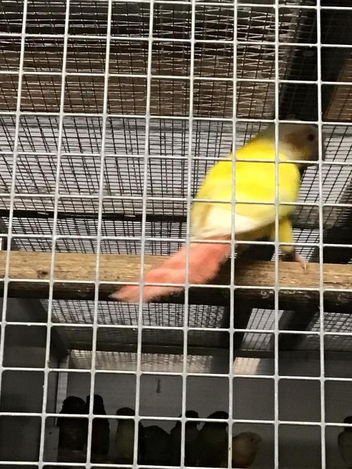 Pyrrhura molinae, Dieren en Toebehoren, Vogels | Parkieten en Papegaaien, Parkiet, Meerdere dieren, Geringd