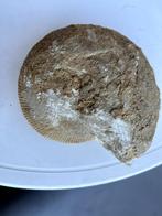 gefossiliseerde ammoniet 15x13cm 1452g, Ophalen of Verzenden, Fossiel