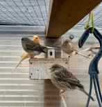 Kanaries te koop Mannen en de pop, Meerdere dieren, Kleurkanarie