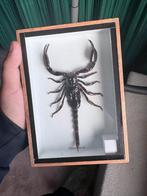 Schorpioen, Ophalen of Verzenden, Minder dan 50 cm, Schilderij, Minder dan 50 cm