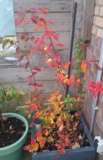 Blauwe bessen struik excl pot, Ophalen, Minder dan 100 cm, Overige soorten, Volle zon