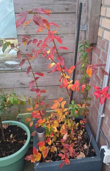 Blauwe bessen struik excl pot beschikbaar voor biedingen