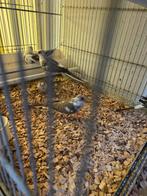 Bonte diamant duiven, Dieren en Toebehoren, Vogels | Duiven, Meerdere dieren, Overige soorten