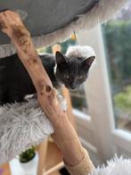 Kittens, 3 halve raskatten, Dieren en Toebehoren, Katten en Kittens | Raskatten | Korthaar, Poes, Gechipt, 0 tot 2 jaar