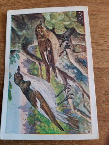 Vogelalbum No. 1 - Zwartgrauwe vliegenvanger beschikbaar voor biedingen
