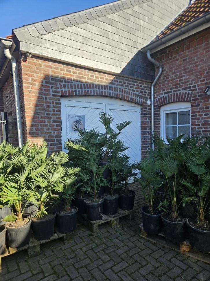 AANBIEDING: TRACHYCARPUS WAGNERIANUS ( WAGNERPALM )., Tuin en Terras, Planten | Bomen, Palmboom, Minder dan 100 cm, Volle zon