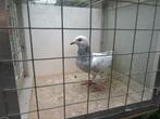 Verschillende mooie duiven, Meerdere dieren, Postduif