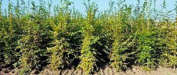 Haagbeuk “CARPINUS” beschikbaar voor biedingen