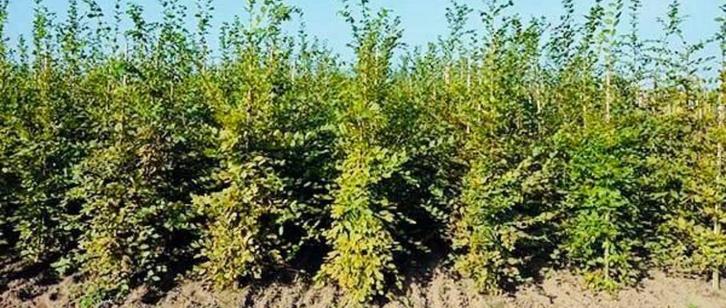 Haagbeuk “CARPINUS”, Tuin en Terras, Planten | Tuinplanten, Overige soorten, Volle zon, Bloeit niet, Ophalen of Verzenden