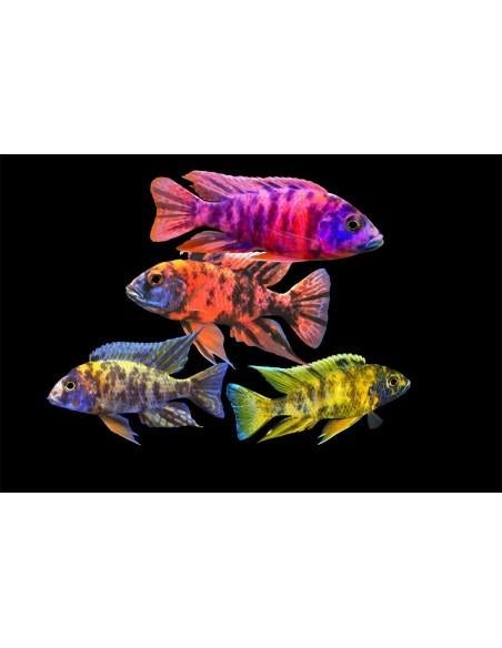 Gezocht Baby's Aulonocara Multi Color, Vis, Zoetwatervis