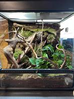 Exoterra 60x45x60 volledig ingericht, Dieren en Toebehoren, Reptielen en Amfibieën | Toebehoren, Ophalen